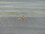 FZ005717 Great crested grebe (Podiceps cristatus).jpg